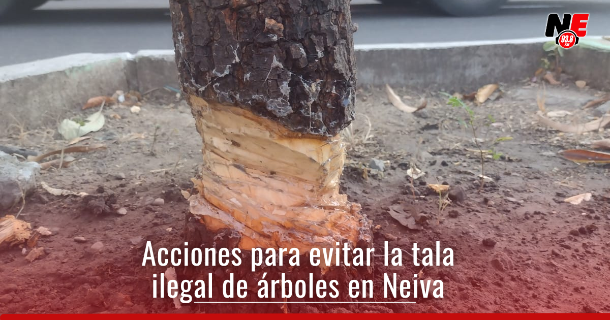 Toman medidas contra la tala de árboles en el centro de Neiva